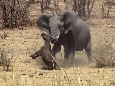 Vô tình xâm phạm lãnh thổ, trâu non hứng chịu cơn thịnh nộ từ con voi "điên"