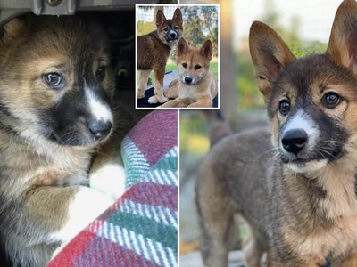 Tưởng là chuột túi Koala anh nông dân nhặt về nuôi, sau đó mới nhận ra đây là một loài động vật cực kỳ quý hiếm