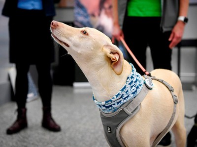 Phần Lan sử dụng chó để phát hiện người nhiễm Covid-19 tại sân bay