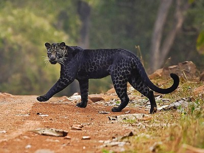 Báo đen cực kỳ quý hiếm tình cờ bị bắt gặp khi đang săn mồi