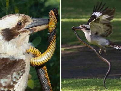 Đụng nhầm phải con rắn cực độc, chim bói cá bản địa Úc suýt nhận cái kết "đắng"