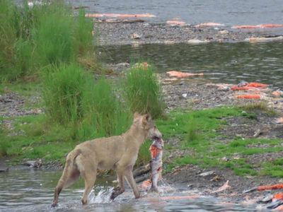 Được mùa kỷ lục về số lượng cá hồi quay về sinh sản, dọc bờ sông "la liệt" xác cá bị ăn thịt