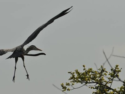 Kinh hãi hình ảnh lươn chui khỏi bụng con chim sau khi bị nuốt