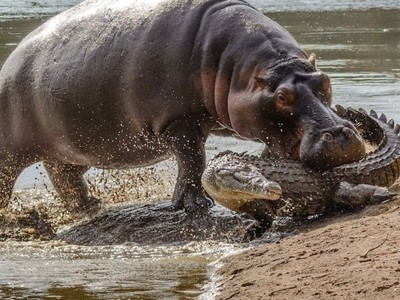 Hà mã nhỏ vô tư "cắn yêu" cá sâu sông Nile hung dữ nhận cái kết bất ngờ
