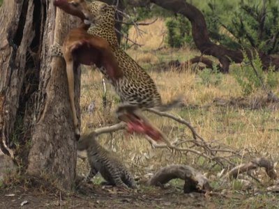 Tham ăn mất cảnh giác, báo hoa mai con suýt trở thành "bữa ăn" của đàn chó hoang châu Phi