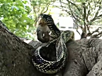 Rắn khổng lồ nuốt chửng 3 mẹ con nhà chuột chỉ trong một cú đớp