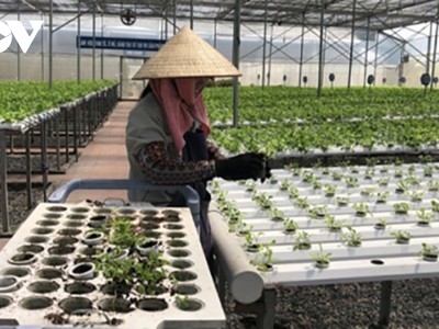 Mục tiêu tăng số lượng hợp tác xã, kinh tế tập thể khoảng 18% vào năm 2025.