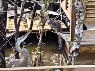 Chưa kịp ăn mừng vì sống sót sau cơn bão, chú sóc gặp ngay phải "tai họa chết người"