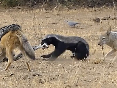 Cùng lúc bị tấn công bởi trăn khổng lồ và chó rừng hung hãn, con vật bé nhỏ tạo ra "phép màu" nhờ bản lĩnh tuyệt vời của mình 