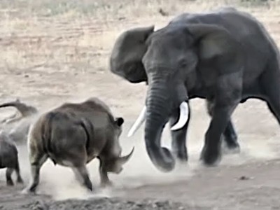 Bị voi "điên" tấn công, tê giác mẹ liều mình chống trả để bảo vệ con
