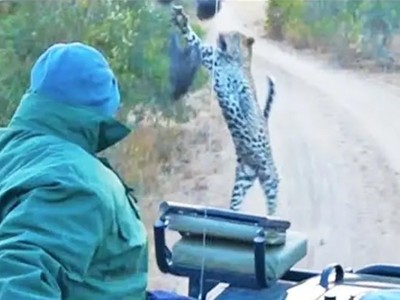 Đoàn khách sợ "hết hồn" vì gặp phải pha phục kích đến từ báo hoa mai