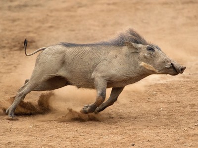 Lợn bướu chạy rất nhanh có thể đạt tới vận tốc 50 km/h.