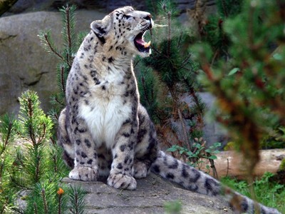 Bí ẩn tiếng kêu của loài báo tuyết quý hiếm