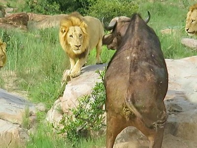 Liên quân 3 con sư tử đực thiện chiến vây bắt trâu rừng châu Phi