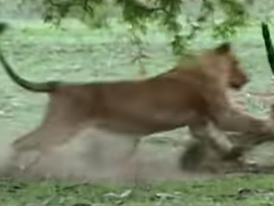 Khi kẻ đi săn bị săn bởi "chúa tể của muôn loài"