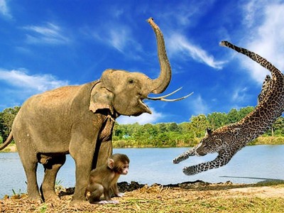 Kịch tính hơn cả phim hành động, đàn voi liều mình giải cứu khỉ con khỏi móng vuốt báo đốm