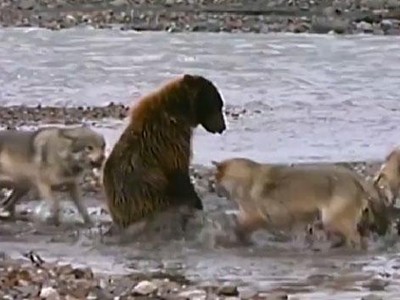 Gấu xám tử chiến với đàn sói 4 con chỉ vì "chiếc bụng đói"