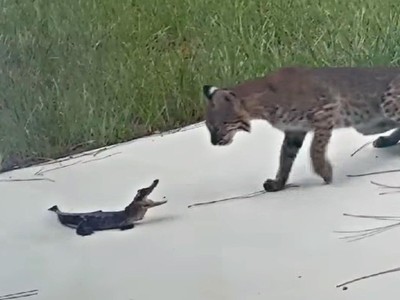 Hung dữ tấn công, con cá sấu bị linh miêu "vả" không trượt phát nào