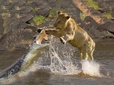 Đói quá hóa liều, sư tử một mình lao vào cướp con mồi của con cá sấu chúa