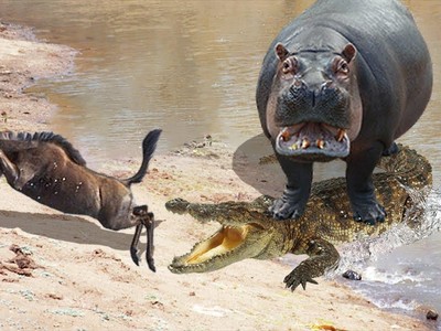 Kịch tính như phim hành động, đàn hà mã liên thủ tấn công đàn cá sấu để giải cứu con linh dương đầu bò
