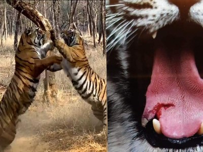 Trận so tài tranh chấp lãnh thổ kịch tính đến nghẹt thở giữa hai con hổ Bengal quý hiếm