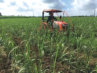 Doanh nghiệp mía đường trong nước đón tin vui 