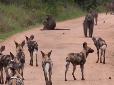 Bang hội tranh đấu: Khi đàn chó hoang thiện chiến "va" phải đàn khỉ đầu chó hung hăng