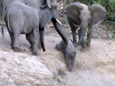 Đoàn kết như voi, cả đàn xúm lại giúp đỡ chú voi nhỏ leo dốc