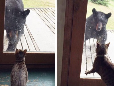 Gấu hoang tò mò định lẻn vào nhà dân bị mèo cưng dọa cho chạy "mất dép"