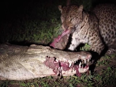 Con báo hoa mai dũng cảm nhất quả đất, "cả gan" đi cướp cả miếng thịt trong miệng con cá sấu khổng lồ