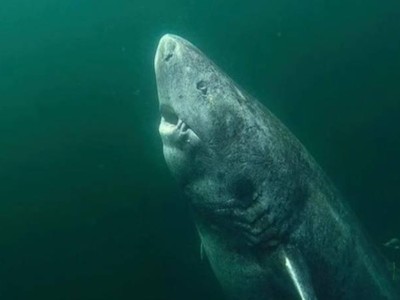 Phát hiện "cụ" cá mập già nhất trên thế giới sắp tròn 400 tuổi 