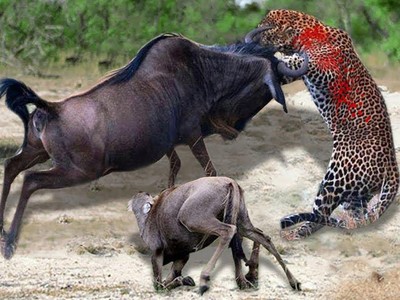 Linh dương đầu bò liều mình quyết chiến báo hoa mai giải cứu con nhỏ