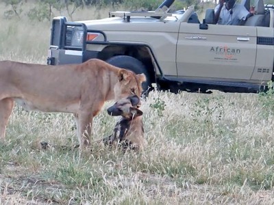 "Giả chết như thật" con chó hoang nhanh trí thoát chết nanh vuốt của sư tử