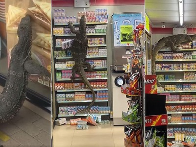 Cuộc đổ bộ của kỳ đà "Godzilla" vào cửa hàng tiện dụng 7-Eleven ở Thái Lan