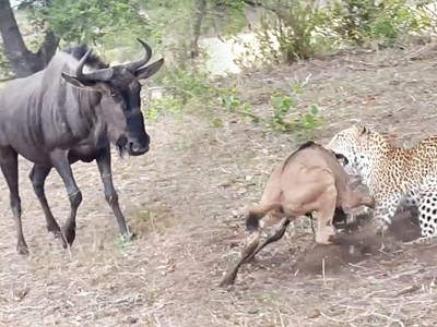 Rớt nước mắt trước nỗ lực giải cứu con nhỏ của linh dương đầu bò trước báo săn tinh quái