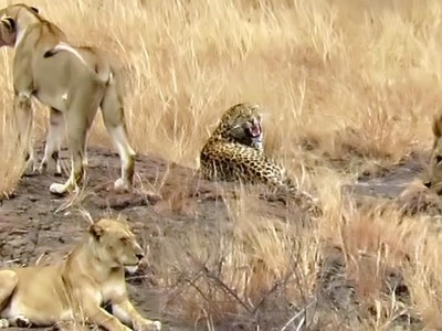 Báo hoa nhanh trí, trốn thoát tài tình khỏi vòng vây của bầy sư tử