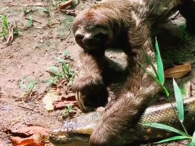 Quá lười để phải sợ: Bị trăn Anaconda khổng lồ ngáng đường, hành động của con lười khiến kẻ săn mồi phải "sững cả người"