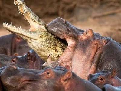 Ông vua đầm lầy - cá sấu bị đàn hà mã điên cuồng "làm gỏi"