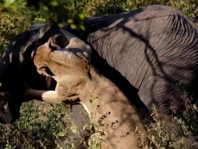 Sư tử săn voi và cái giá của việc chọn sai con mồi