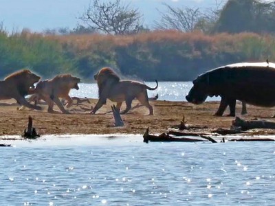 Bức xúc trước màn trừng phạt tàn bạo của nhóm sư tử, cả đàn voi lẫn hà mã xông vào can ngăn