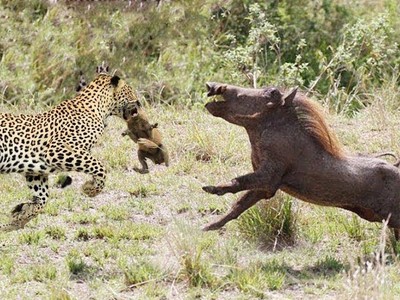 Lợn rừng châu Phi nỗ lực húc tung cả người con báo lên không trung để cứu lợn con 