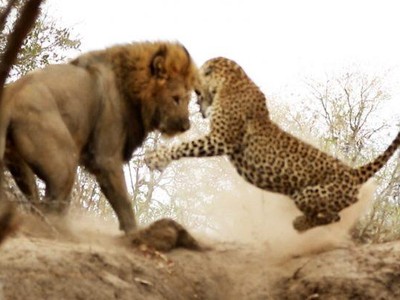 Đang say giấc nồng, báo hoa mai "giật bắn người" trước pha tấn công chớp nhoáng của sư tử