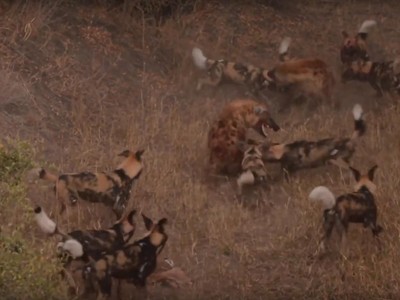 Tổ đội chó hoang liên thủ, quyết chiến đàn linh cầu hung hãn để bảo vệ miếng mồi