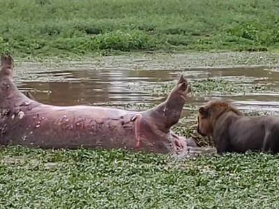 Đang tận hưởng bữa ăn, sư tử gặp tình huống dở khóc dở cười