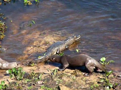 Đàn rái cá liều lĩnh, dám cả gan thách thức sức mạnh của "chúa tể đầm lầy"