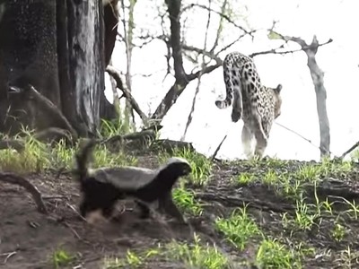 Lỡ tấn công phải con của loài lì lợm nhất thế giới động vật, báo hoa mai bị ăn đòn đau