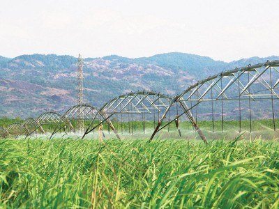 Nguồn cung từ vụ mía trong nước mới chỉ đáp ứng được khoảng 30% nhu cầu.