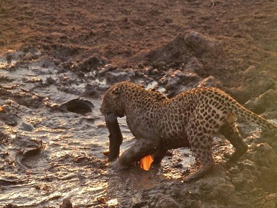 Báo hoa mai ung dung thưởng thức "nồi lẩu cá" miễn phí mẹ thiên nhiên ban tặng