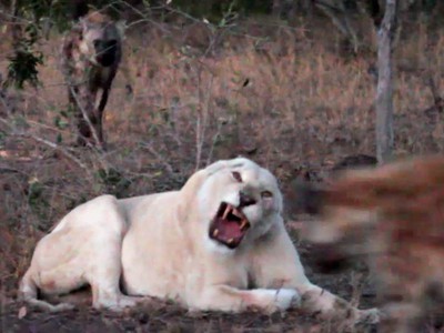 Sư tử trắng cực hiếm bị tấn công bởi đàn linh cẩu khát máu