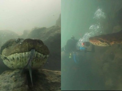 Cảm giác đang bơi, lặn mà gặp phải một con trăn Anaconda dài hơn 7 m thì sẽ ra sao?